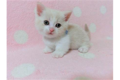 成約済の広島県のマンチカン-9987の1枚目